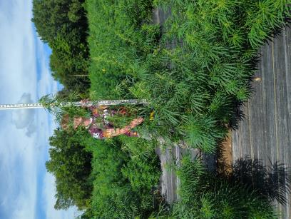 column PLANT