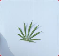 column LEAF