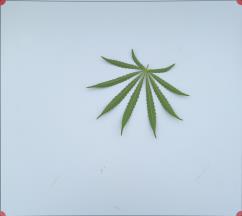 column LEAF