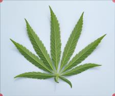 column LEAF