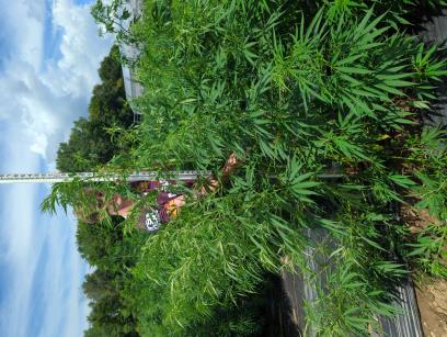 PLANT