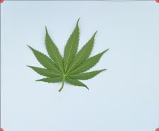 column LEAF