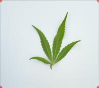 column LEAF