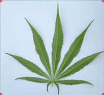 column LEAF