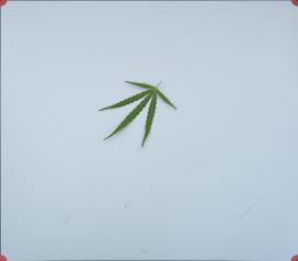 column LEAF
