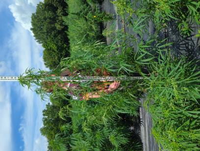 column PLANT