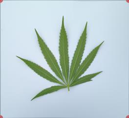 column LEAF