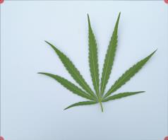 column LEAF