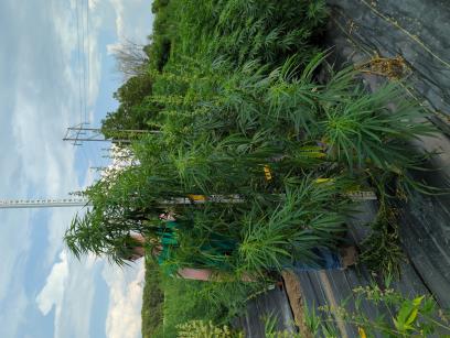 column PLANT