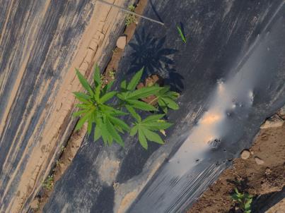column PLANT