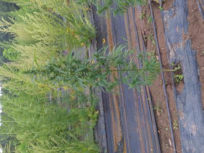 column PLANT