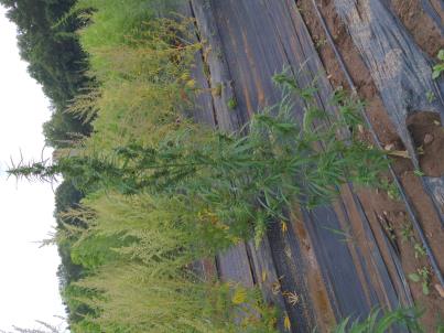 column PLANT
