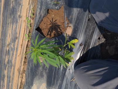 column PLANT