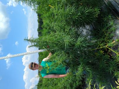 column PLANT