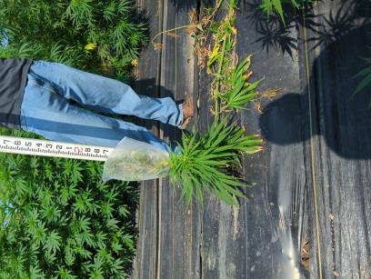 Click for 7 image(s) for this accession. PLANT