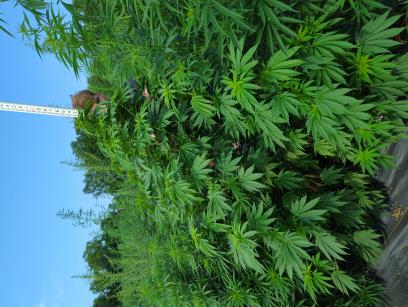 Click for 3 image(s) for this accession. PLANT