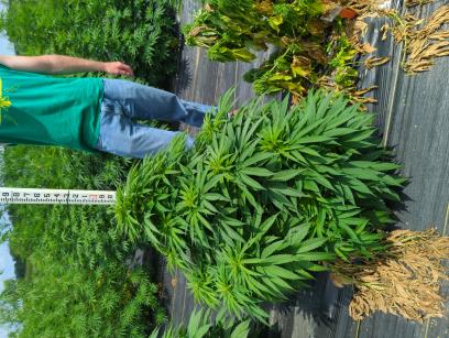Click for 8 image(s) for this accession. PLANT