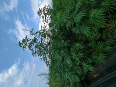 column PLANT