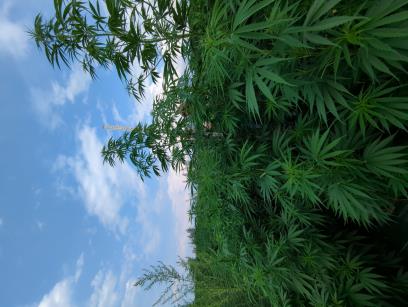 column PLANT