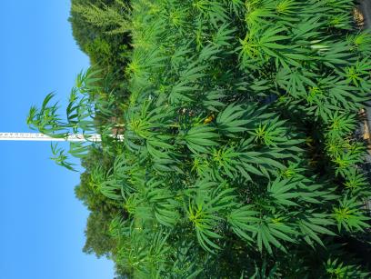column PLANT