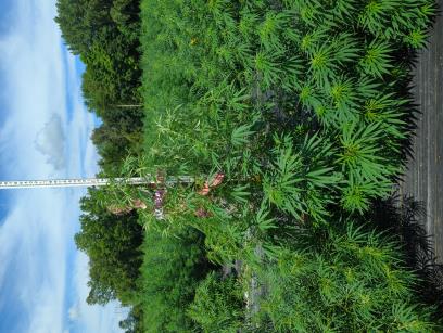 column PLANT