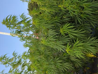 Click for 10 image(s) for this accession. PLANT