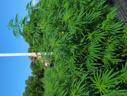 column PLANT