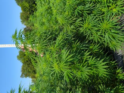 column PLANT