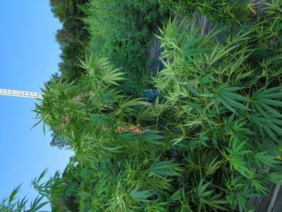 PLANT