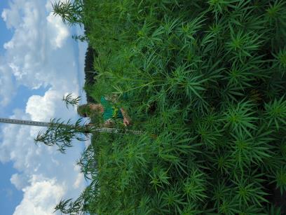 column PLANT