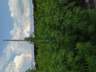 column PLANT