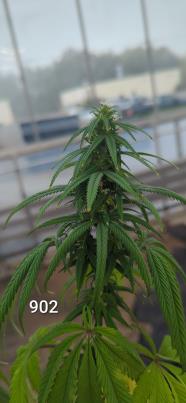 column FLOWER