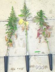 column PLANT