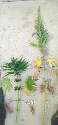 column PLANT