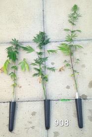 column PLANT