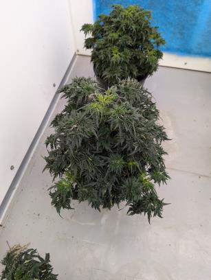 column PLANT