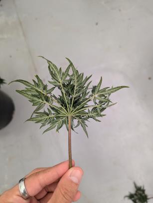 column PLANT