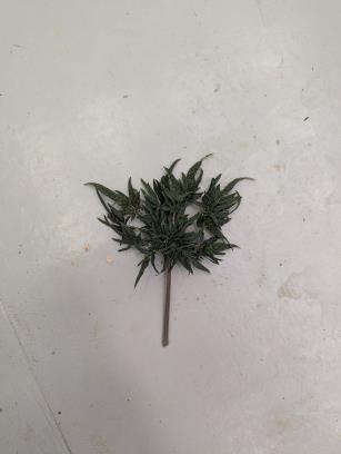 column PLANT