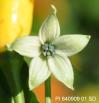 Click for 3 image(s) for this accession. FLOWER