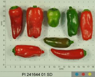 Click for 2 image(s) for this accession.