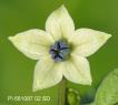 Click for 3 image(s) for this accession. FLOWER