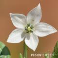 Click for 5 image(s) for this accession. FLOWER