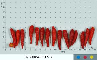 column FRUIT