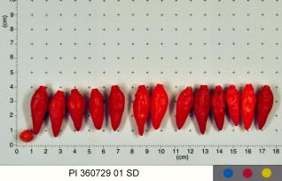 column FRUIT