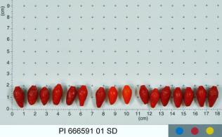 column FRUIT