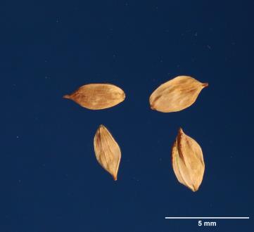 SEED