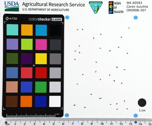 Click for 1 image(s) for this accession. SEED