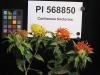 Click for 3 image(s) for this accession. FLOWER