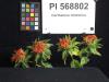 Click for 3 image(s) for this accession. FLOWER