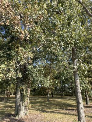 column PLANT